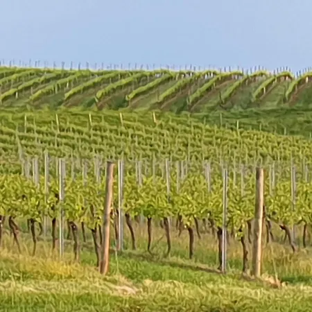 Holiday home Maison Vigneronne Villeneuve-de-Duras